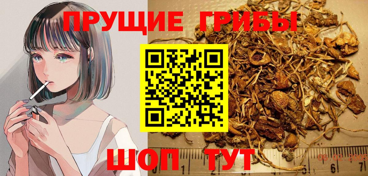 Псилоцибиновые грибы Psilocybine cubensis Краснокамск
